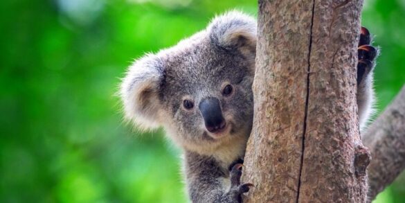 Koala now endangered in Australia