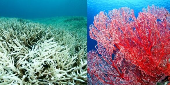 bleaching corals