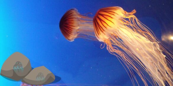 Ancient Jellyfish